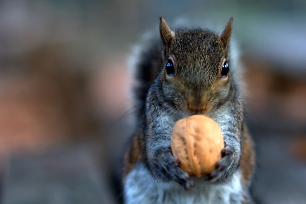 Sciurus carolinensis - Legnano (MI)